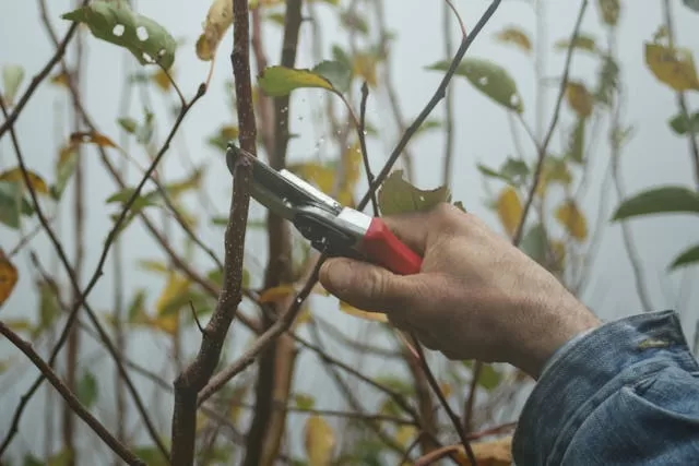Pruning Season Devotional: Pruned to Bear More